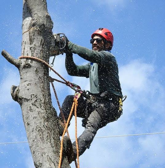 tree-pruning-in-pleasure-ridge-park-louisville-ky-benefits-and-best-practices
